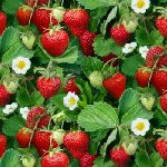 Elizabeth Studio - Berry Good - Strawberries, Red