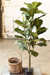 Tree - Fetching Fiddle Leaf Fig 4'