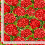 Timeless Treasures - Scarlet Beauty - Packed Geranium With Leaves, Red