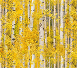 Elizabeth Studio - Landscape Medley - Trees, Gold