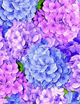 Timeless Treasures - Garden Bouquet - Packed Hydranges, Blue