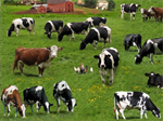 Elizabeth Studio - Farm Animals - Cows and Farm, Green