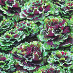 Paintbrush Studio - Farmer Johns - Kale, Green