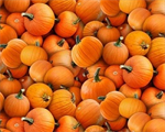 Elizabeth Studio - Harvest Time - Pumpkins, Orange
