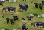 Elizabeth Studio - Farm Animals - Black Cattle, Green