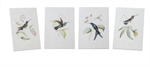 Humming Bird Frames, Assorted