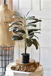 Plant - Southern Royalty Magnolia 26^