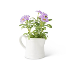 Pitcher - Daisy 5.5^, Purple