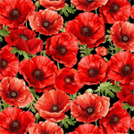Timeless Treasures - Poppy Passion - Large Poppy Floral, Black