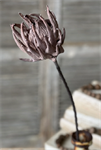 Stem - Scepter Protea 29^, Greige