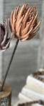 Stem - Scepter Protea 29^, Tawny