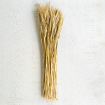 Bundle Of Natural Wheat Stems