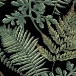 Blank Quilting - Blossom Vine - Green Ferns, Black