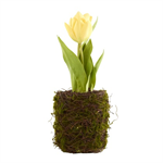Tulip in Moss Twig Basket 10^, Yellow