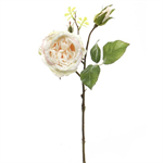 Stem - Cabbage Rose with Bud 15^, Blush