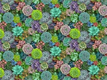 Elizabeth Studio - Landscape Medley - Succulent, Multi