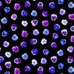 Timeless Treasures - Pansy Perfection - Tossed Pansy Floral, Black