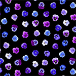 Timeless Treasures - Pansy Perfection - Tossed Pansy Floral, Black