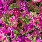 Hoffman Califorina - Mediterranean Escape - Flowers, Bougainvillea