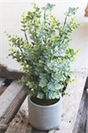 Eucalyptus - Plant in Cement Pot