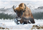 Hoffman California - Call of The Wild - 29.5^ Bison Panel, Bison