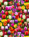 Elizabeth Studio - Burst of Color - Tulips, Multi