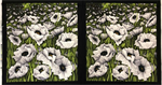 Clothworks - Poppy Poetry - 24^ Large White Poppies Panel, Black
