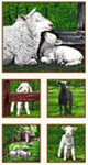 Exclusively Quilters - In The Meadow - 24^ Lamb Panel, Cream