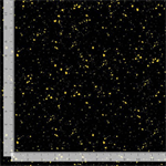 Timeless Treasures - Imperial Bloom - Confetti, Black