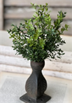 Bush - New England Boxwood 12^