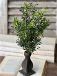 Bush - New England Boxwood 19^