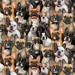 Elizabeth Studio - Dog Breeds - French Bull Dogs, Multi