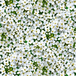 Elizabeth Studio - Landscape Medley - Small Floral, White