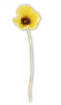Stem - Poppy 9.5^, Yellow