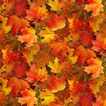 Elizabeth Studio - Harvest Time - Leaves, Orange