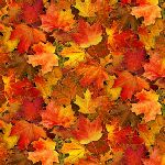 Elizabeth Studio - Landscape Medley - Leaves, Orange