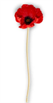 Stem - Poppy 9.5^, Red