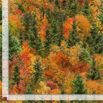 Timeless Treasures - Harvest - Autumn Mist, Forest