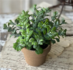 Herbs in Woven Basket