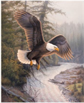 Riley Blake - Majestic in Nature - 36^ Eagle Patriot Panel