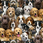 Elizabeth Studio - Dog Breeds - Packed Dogs, Multi