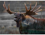 Hoffman California - Call of The Wild - 33^ Moose Panel, Deep Earth