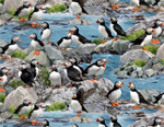 Elizabeth Studio - North American Wildlife - Puffins, Blue