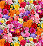 Elizabeth Studio - Burst of Color - Roses, Multi