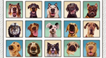 Elizabeth Studio - Follow Your Nose - Dog Portraits, Multi