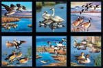 Elizabeth Studio - Waterfowl - 24^ Panel, Black