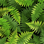 Quilting Treasures - Open Air - Ferns, Spring Green