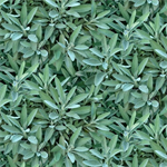 Elizabeth Studio - Landscape Medley - Common Sage, Sage