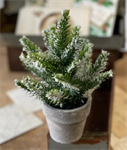 Mini Tree - Icy Pine 7^, Potted