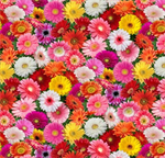 Elizabeth Studio - Burst of Color - Packed Daisies, Multi